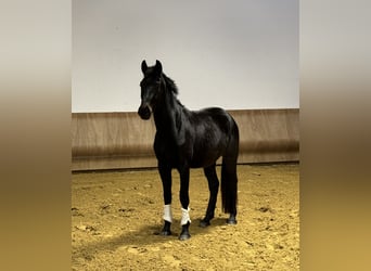 Westphalian, Gelding, 3 years, 17,1 hh, Smoky-Black