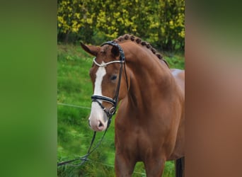 Westphalian, Gelding, 3 years, 17.2 hh, Chestnut-Red
