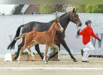 Westphalian, Gelding, 3 years, 17 hh, Brown