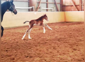 Westphalian, Gelding, 3 years, 17 hh, Brown