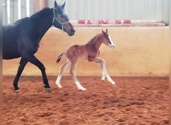 Westphalian, Gelding, 3 years, 17 hh, Brown