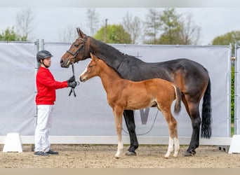 Westphalian, Gelding, 3 years, 17 hh, Brown
