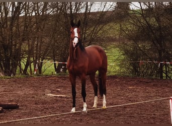 Westphalian, Gelding, 3 years, 17 hh, Brown