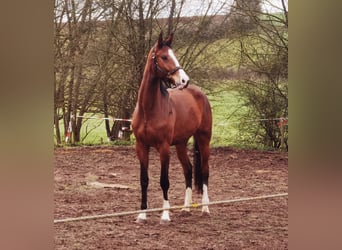Westphalian, Gelding, 3 years, 17 hh, Brown