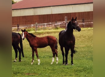 Westphalian, Gelding, 3 years, 17 hh, Brown