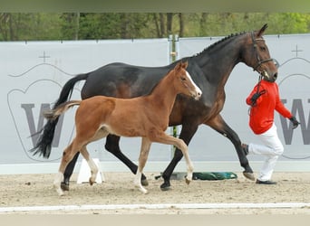 Westphalian, Gelding, 3 years, 17 hh, Brown