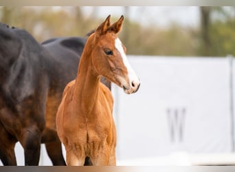 Westphalian, Gelding, 3 years, 17 hh, Brown