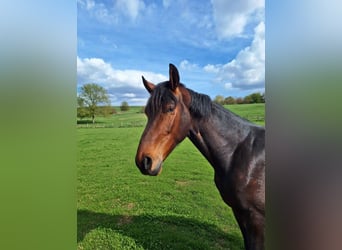 Westphalian, Gelding, 3 years, 17 hh, Brown