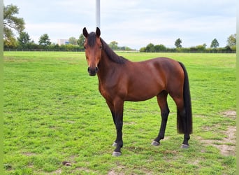 Westphalian, Gelding, 3 years, 17 hh, Brown