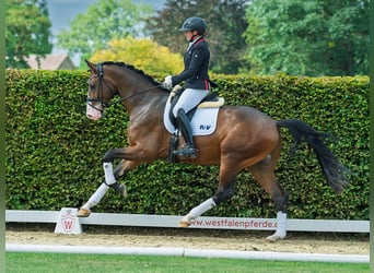 Westphalian, Gelding, 3 years, 17 hh, Brown