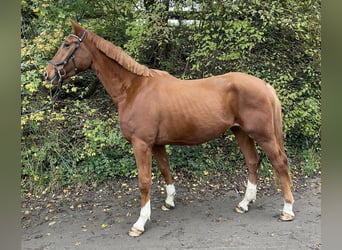 Westphalian, Gelding, 3 years, 17 hh, Chestnut-Red