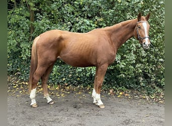 Westphalian, Gelding, 3 years, 17 hh, Chestnut-Red