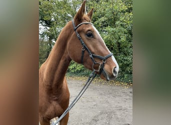 Westphalian, Gelding, 3 years, 17 hh, Chestnut-Red