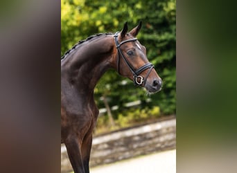 Westphalian, Gelding, 3 years, Brown