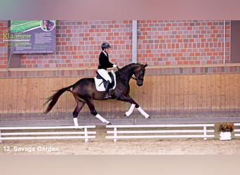 Westphalian, Gelding, 3 years, Brown