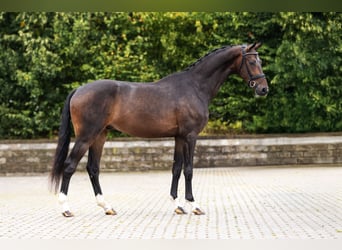 Westphalian, Gelding, 3 years, Brown