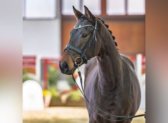 Westphalian, Gelding, 3 years, Brown