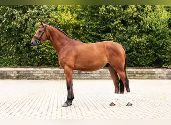 Westphalian, Gelding, 3 years, Brown