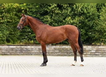 Westphalian, Gelding, 3 years, Brown