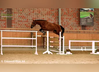 Westphalian, Gelding, 3 years, Brown