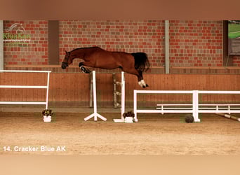 Westphalian, Gelding, 3 years, Brown