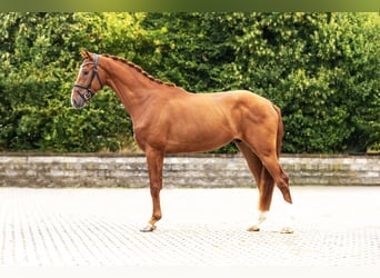 Westphalian, Gelding, 3 years, Chestnut-Red