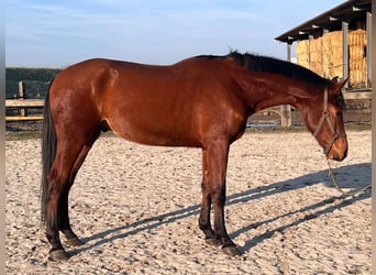 Westphalian, Gelding, 3 years