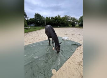 Westphalian, Gelding, 4 years, 15.2 hh, Black