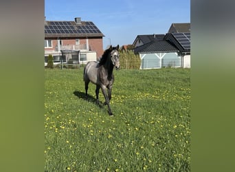 Westphalian, Gelding, 4 years, 15.2 hh, Can be white