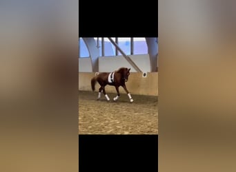 Westphalian, Gelding, 4 years, 15,2 hh, Chestnut-Red