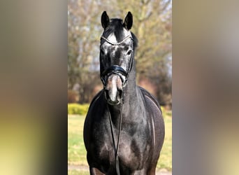 Westphalian, Gelding, 4 years, 15,2 hh, Gray-Dark-Tan