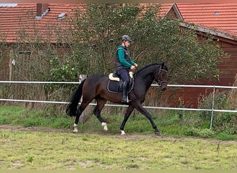 Westphalian, Gelding, 4 years, 15.3 hh, Bay-Dark