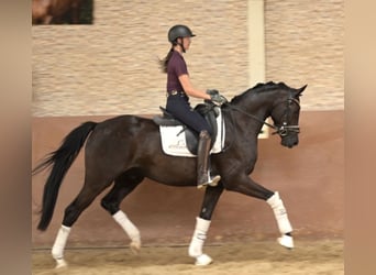 Westphalian, Gelding, 4 years, 15.3 hh, Black
