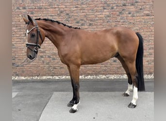 Westphalian, Gelding, 4 years, 15.3 hh, Brown