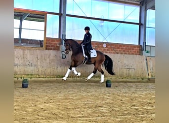 Westphalian, Gelding, 4 years, 15.3 hh, Brown-Light