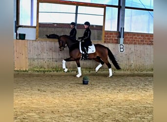 Westphalian, Gelding, 4 years, 15.3 hh, Brown-Light