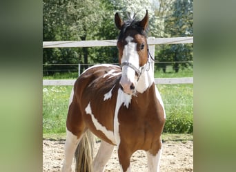 Westphalian, Gelding, 4 years, 15,3 hh, Pinto