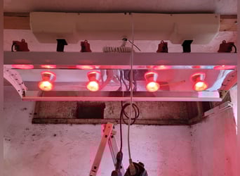 Westphalian, Gelding, 4 years, 15,1 hh, Chestnut-Red