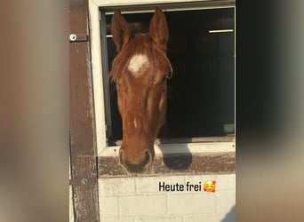 Westphalian, Gelding, 4 years, 15,1 hh, Chestnut-Red