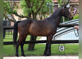 Westphalian, Gelding, 4 years, 15,3 hh, Bay-Dark