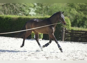 Westphalian, Gelding, 4 years, 15,3 hh, Bay-Dark