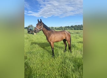 Westphalian, Gelding, 4 years, 15,3 hh, Brown-Light