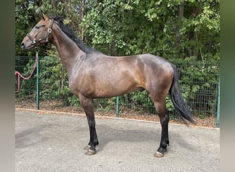 Westphalian, Gelding, 4 years, 16.1 hh, Bay-Dark