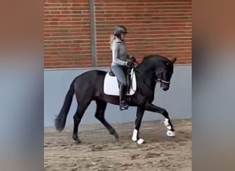 Westphalian, Gelding, 4 years, 16,1 hh, Bay-Dark