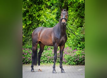 Westphalian, Gelding, 4 years, 16.1 hh, Bay-Dark
