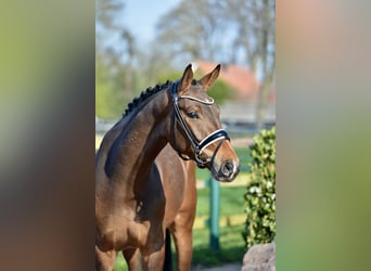 Westphalian, Gelding, 4 years, 16.1 hh, Bay-Dark