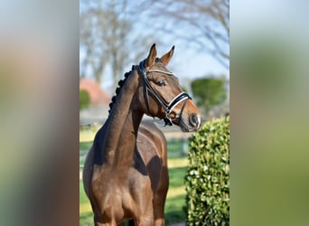 Westphalian, Gelding, 4 years, 16.1 hh, Bay-Dark