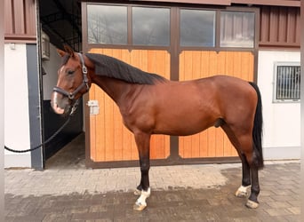 Westphalian, Gelding, 4 years, 16.1 hh, Bay-Dark