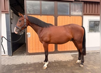 Westphalian, Gelding, 4 years, 16.1 hh, Bay-Dark