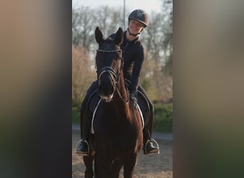 Westphalian, Gelding, 4 years, 16.1 hh, Black Westphalian, Gelding, 4 years, 16.1 hh, Black